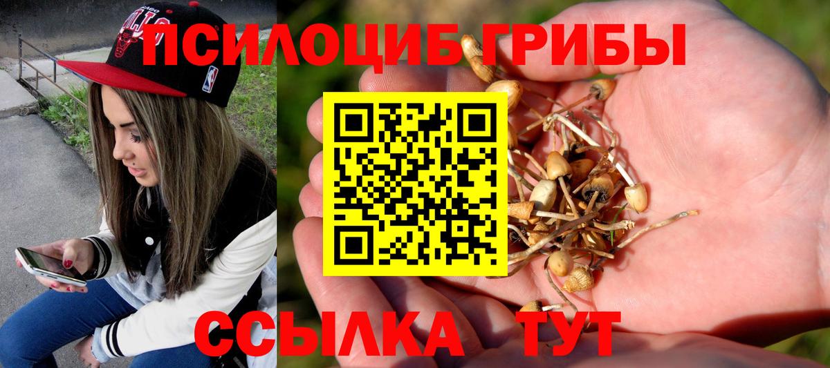 Псилоцибиновые грибы Cubensis Бор